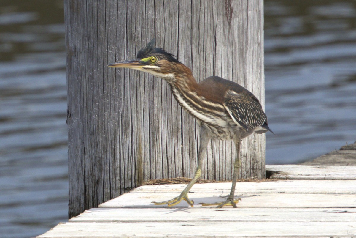 Héron vert - ML639214357