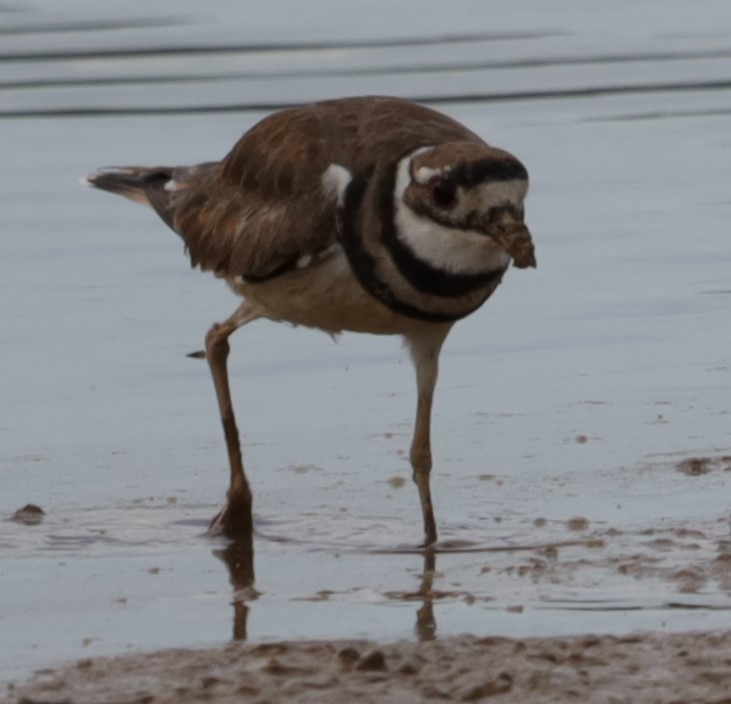 Killdeer - ML639214372