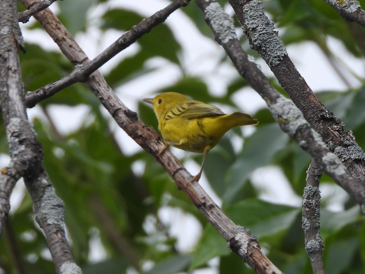 Northern Yellow Warbler - ML639214374