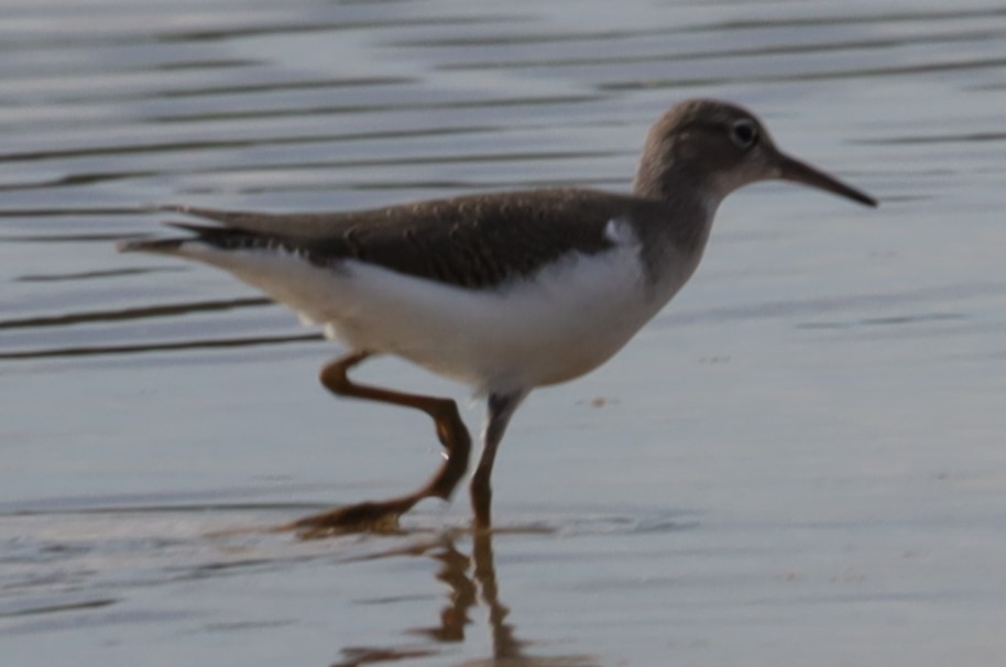 Spotted Sandpiper - ML639214382
