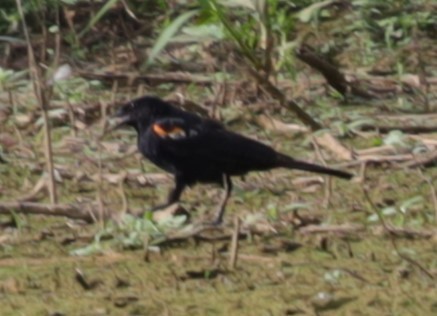 Red-winged Blackbird - ML639214385
