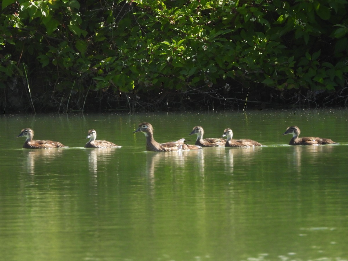 Wood Duck - ML639214390