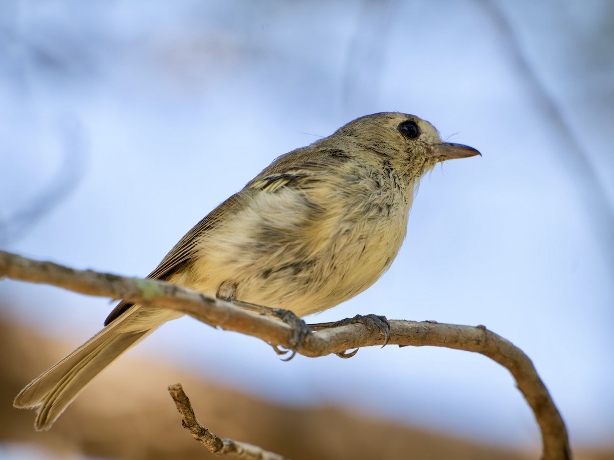 eikevireo (stephensi gr.) - ML639214407
