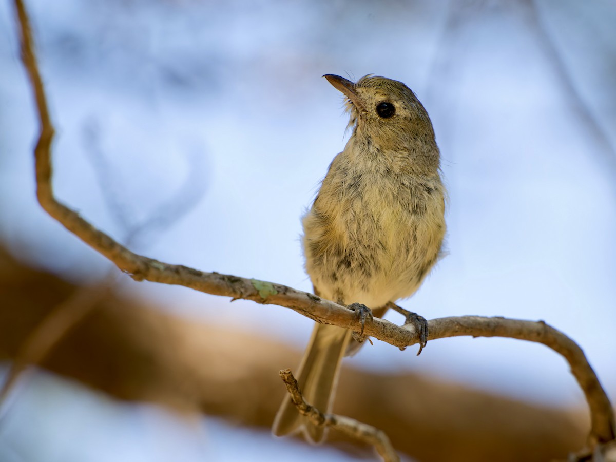eikevireo (stephensi gr.) - ML639214408
