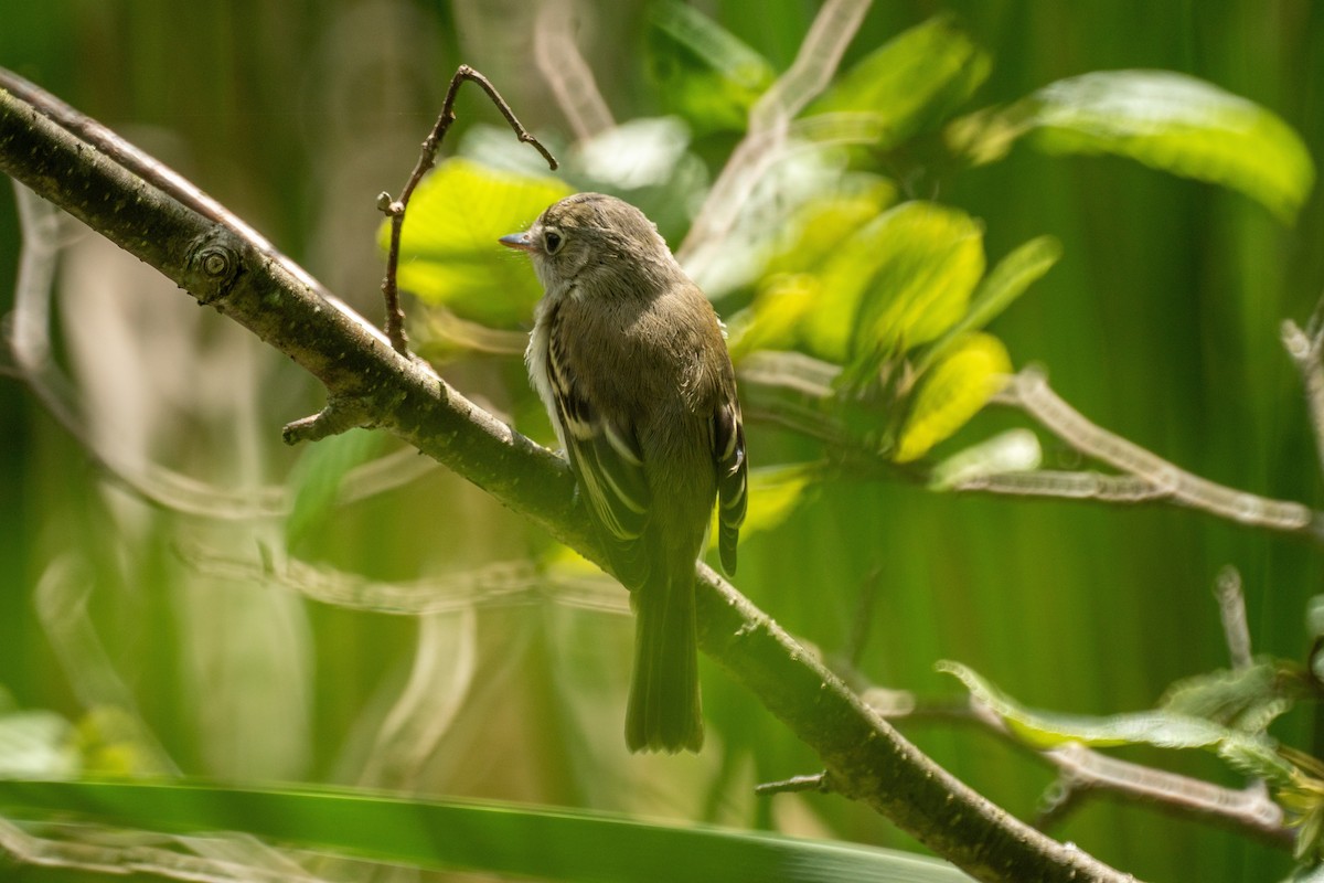 Mosquero Mínimo - ML639214458
