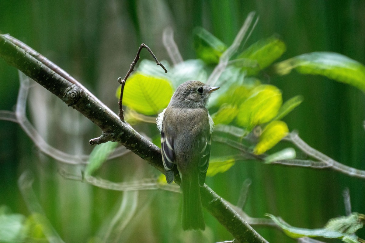 Mosquero Mínimo - ML639214465