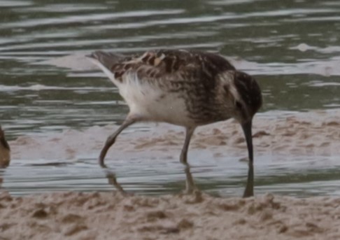 Least Sandpiper - ML639214515