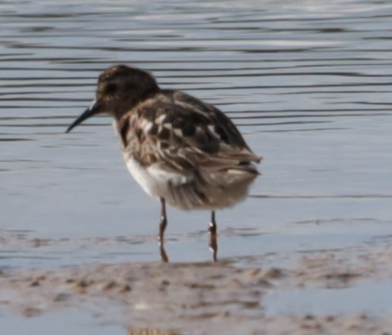 Least Sandpiper - ML639214521