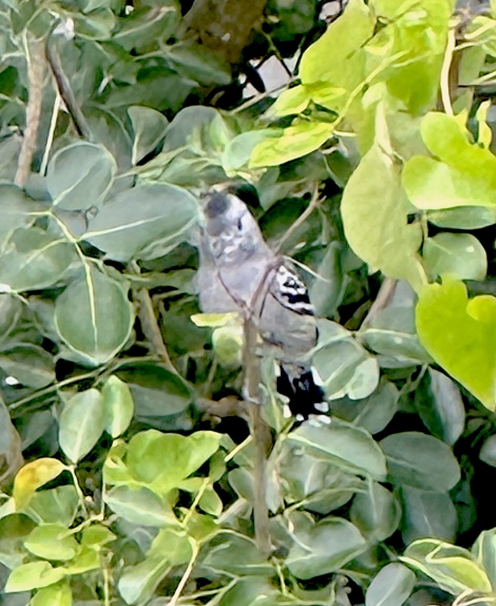 Sooretama Slaty-Antshrike - ML639214557