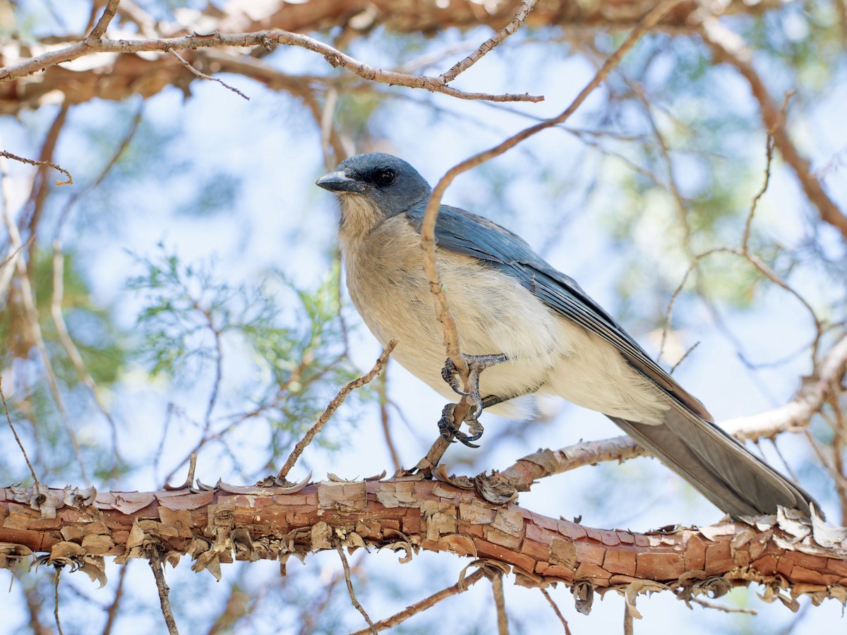 Mexican Jay (Arizona) - ML639214630