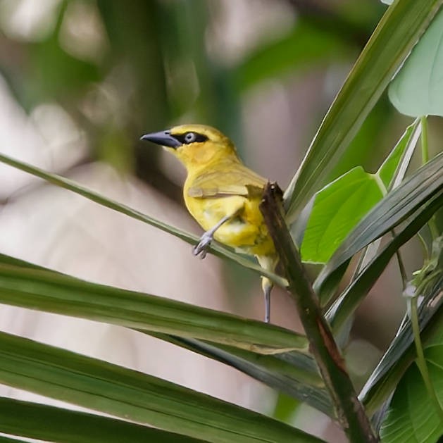 Olive-naped Weaver - ML639214649