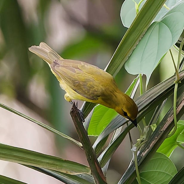 Olive-naped Weaver - ML639214650