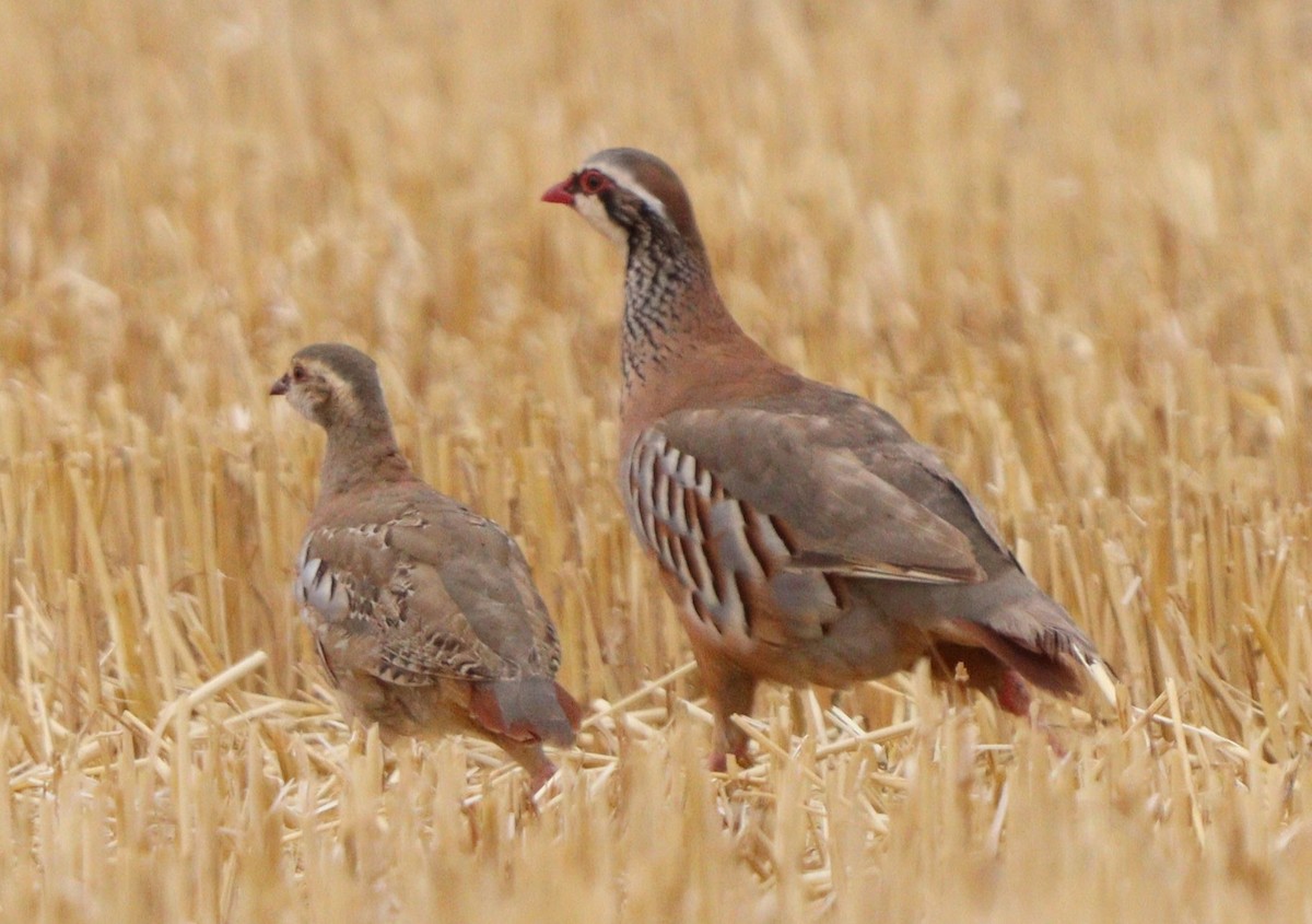 Red-legged Partridge - ML639214668