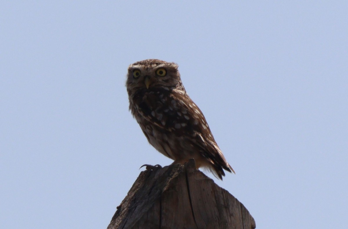 Little Owl - ML639214797