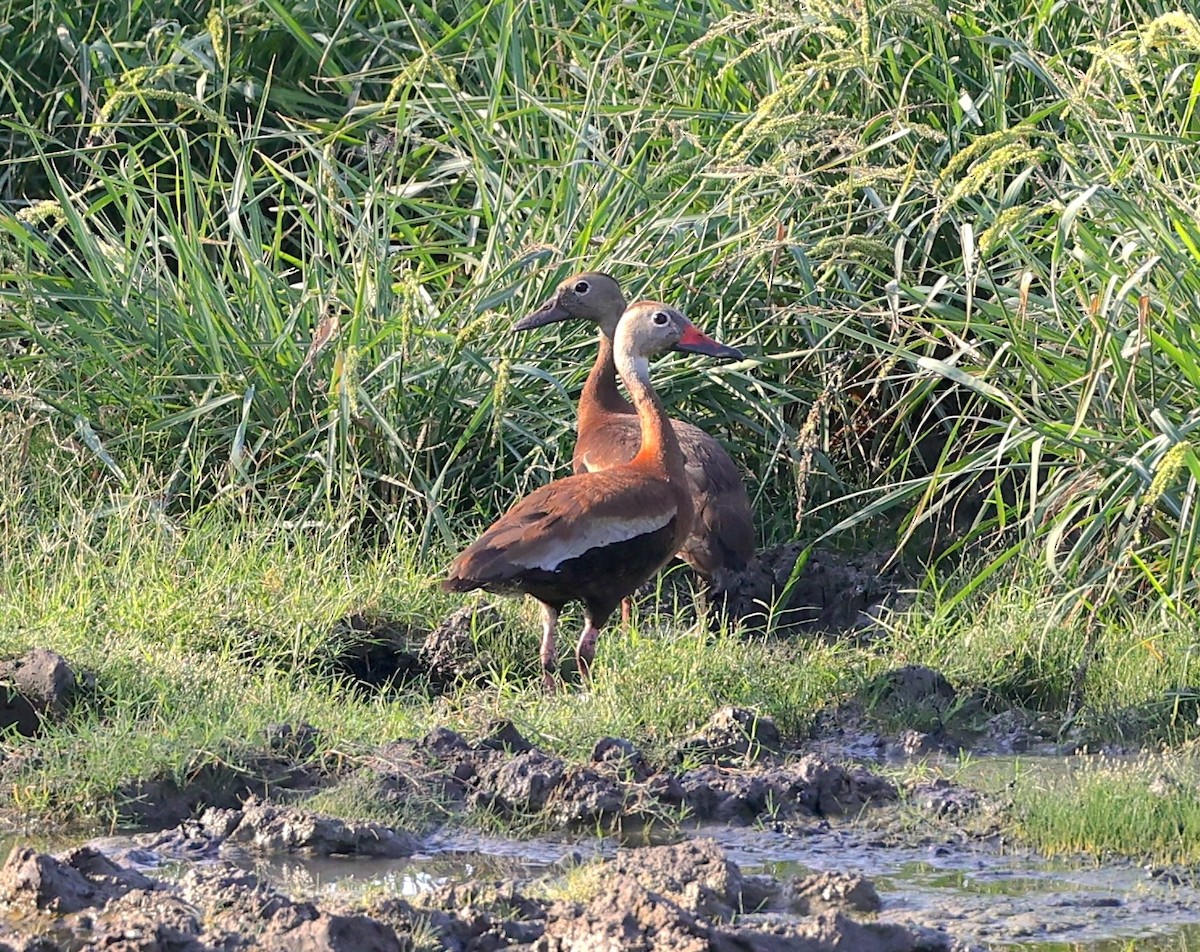 Dendrocygne à ventre noir - ML639214834