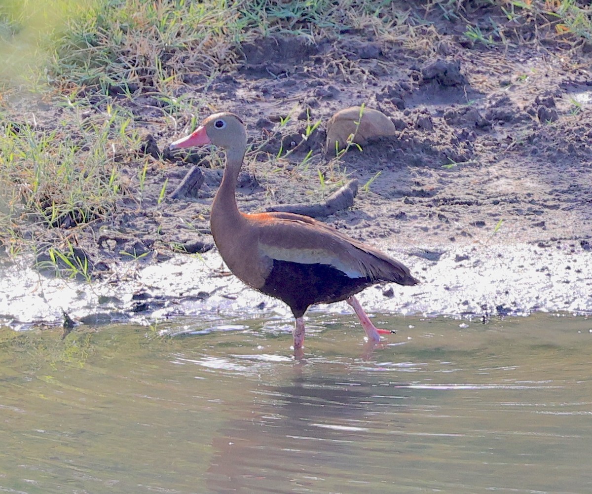 Dendrocygne à ventre noir - ML639214851