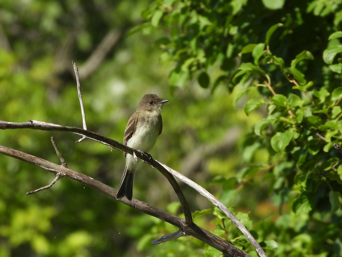 Eastern Phoebe - ML639214852