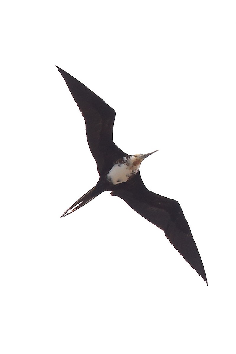 オオグンカンドリ - ML639215044