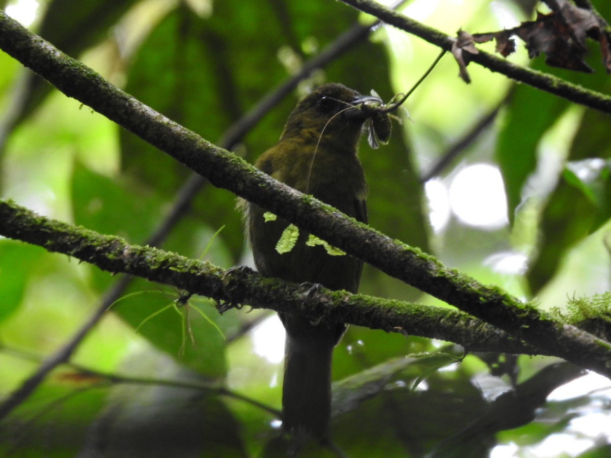 Carmiol's Tanager - ML639215076