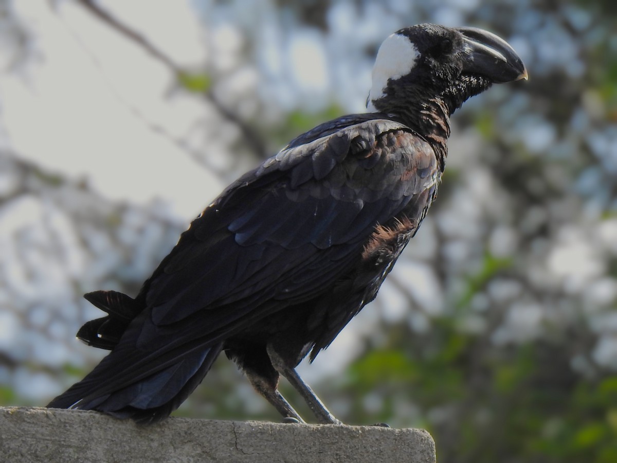 Corbeau corbivau - ML639215196