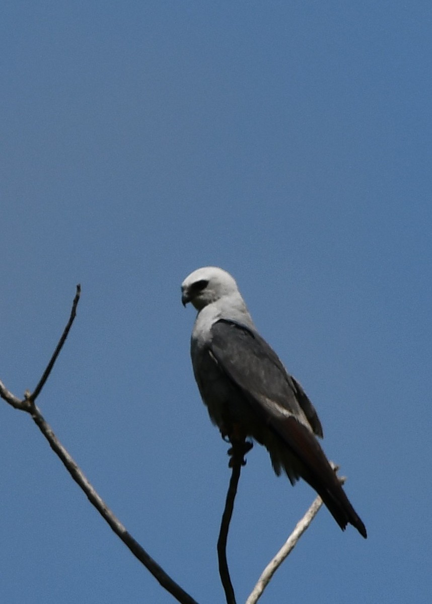 Mississippi Kite - ML639215259