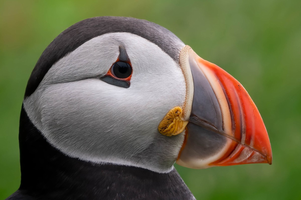 Atlantic Puffin - ML639215268