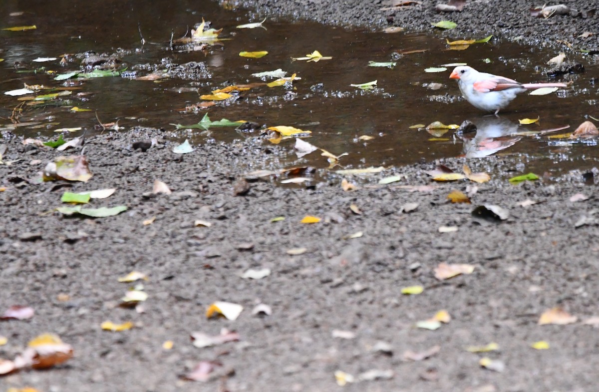 Northern Cardinal - ML639215287
