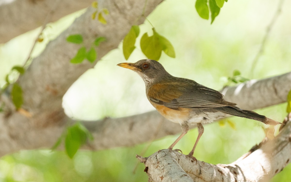 Rufous-backed Robin (Grayson's) - ML639215332