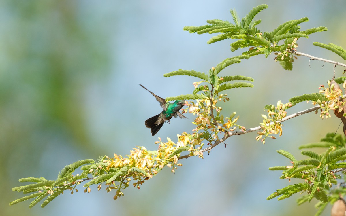 Tres Marias Hummingbird - ML639215490