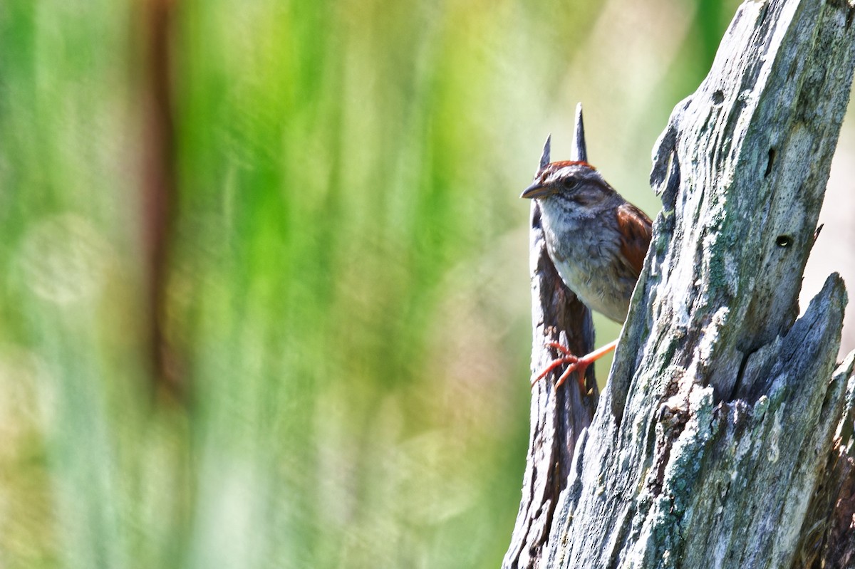 Swamp Sparrow - ML639215541
