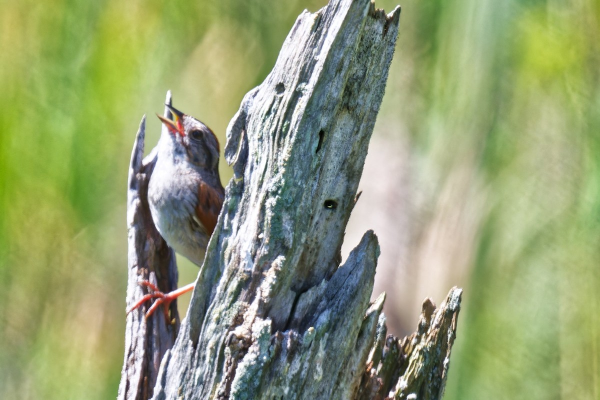Swamp Sparrow - ML639215542