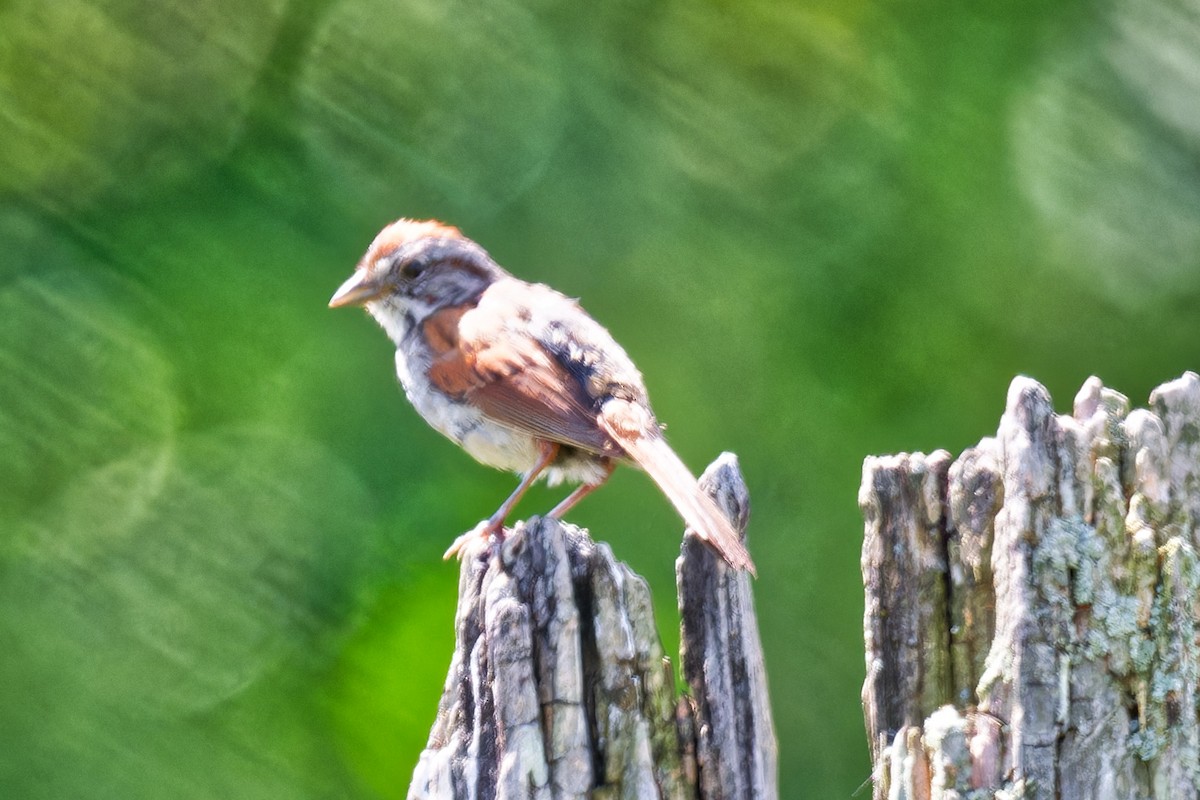 Swamp Sparrow - ML639215543