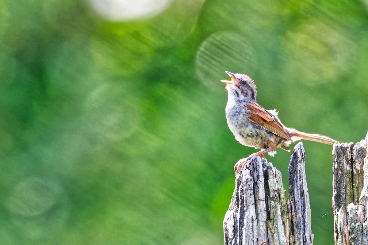 Swamp Sparrow - ML639215544