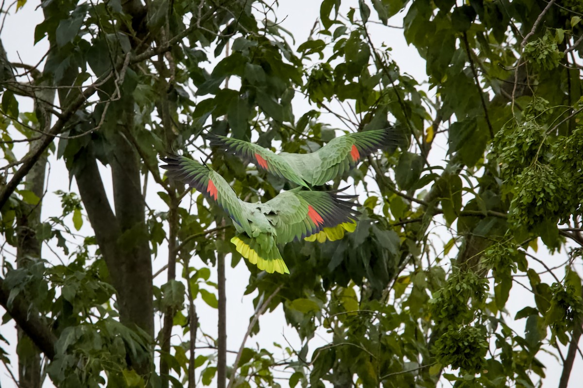 Mealy Amazon - ML639215545