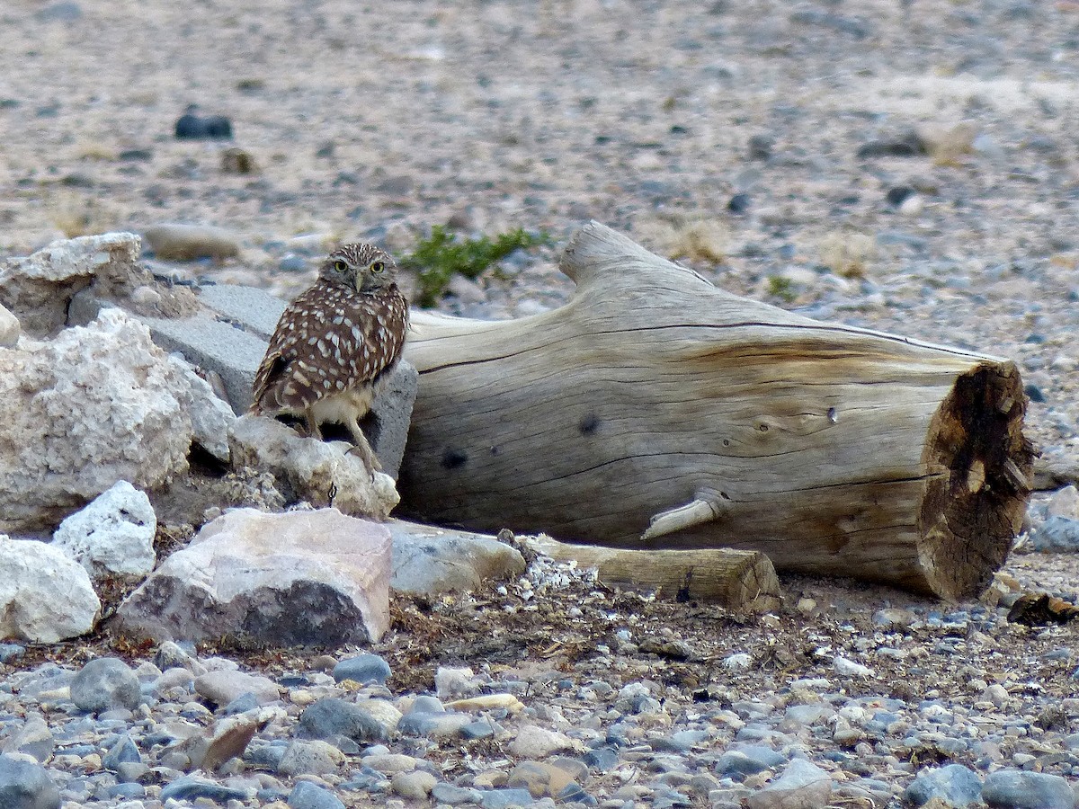 Burrowing Owl - ML639215547