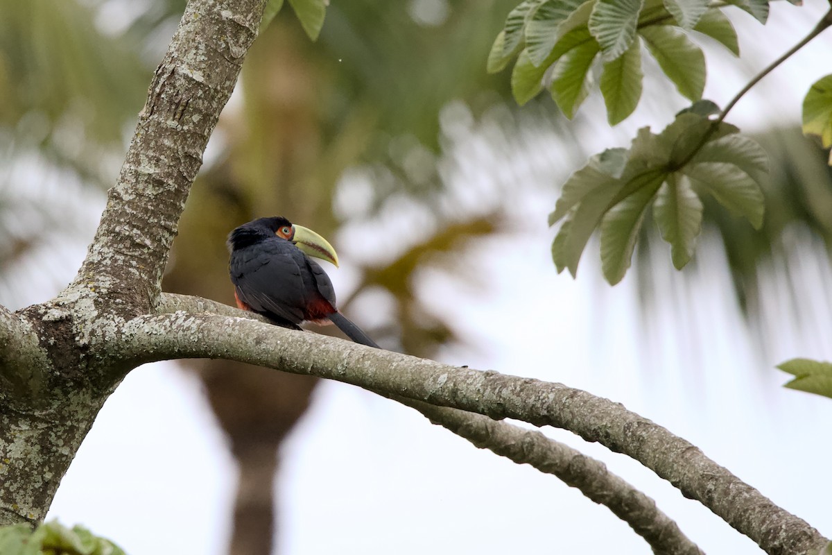 Red-breasted Toucan - ML639215552