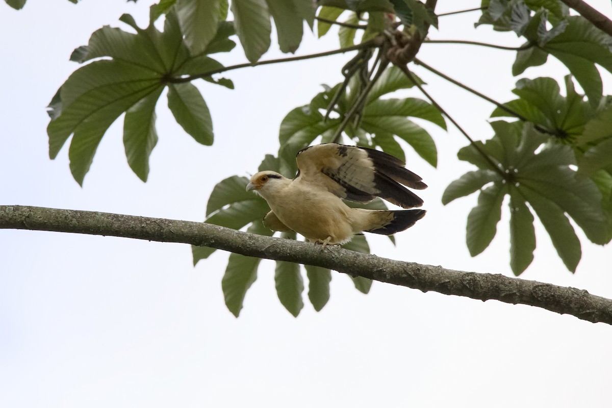 Yellow-headed Caracara - ML639215570