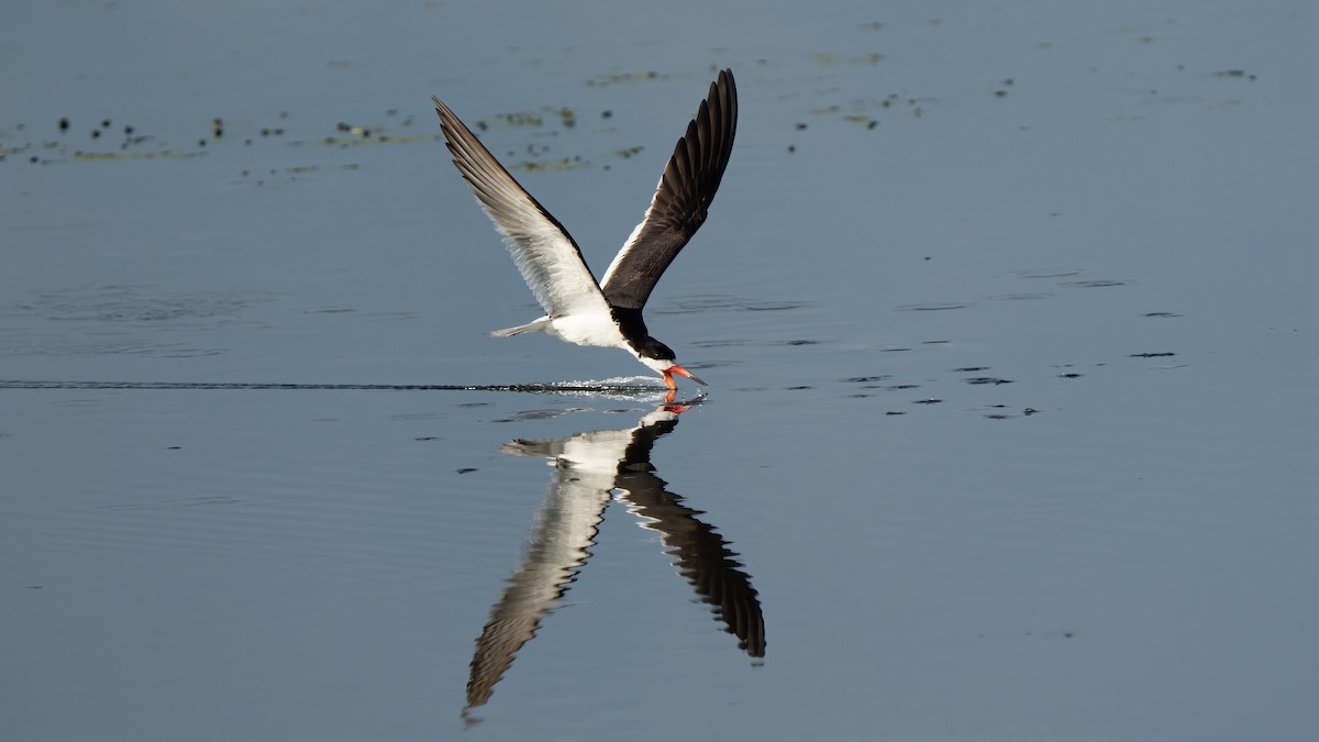 Black Skimmer - ML639215588