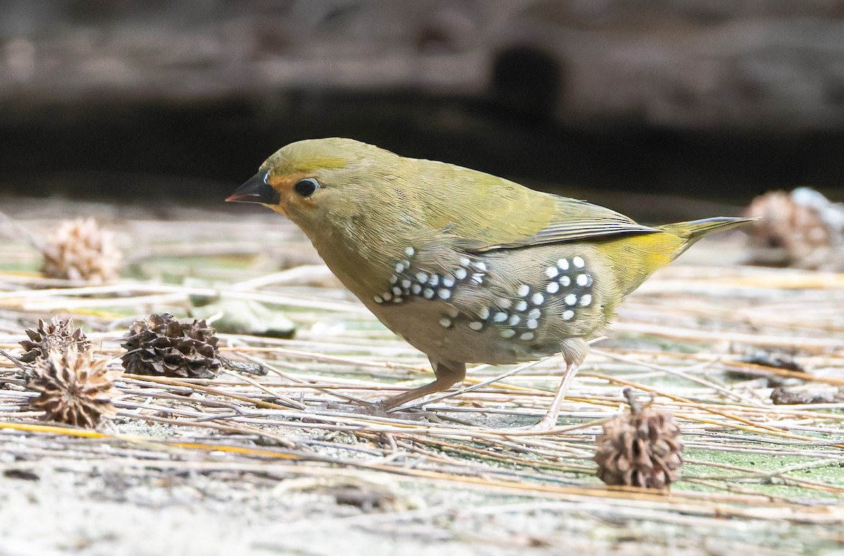 Green-backed Twinspot - ML639215604