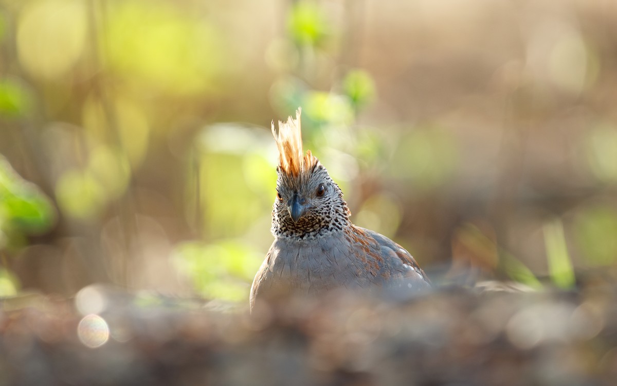 Elegant Quail - ML639215693