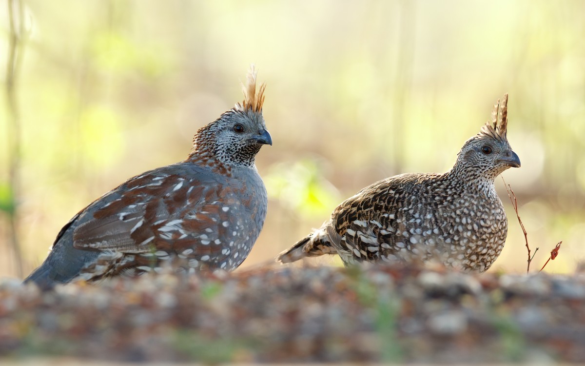 Elegant Quail - ML639215696