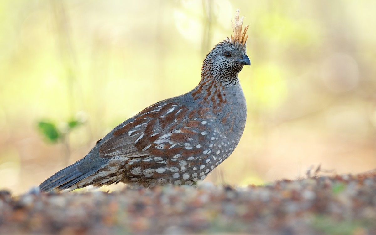 Elegant Quail - ML639215697