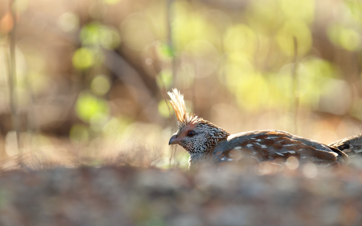 Elegant Quail - ML639215700