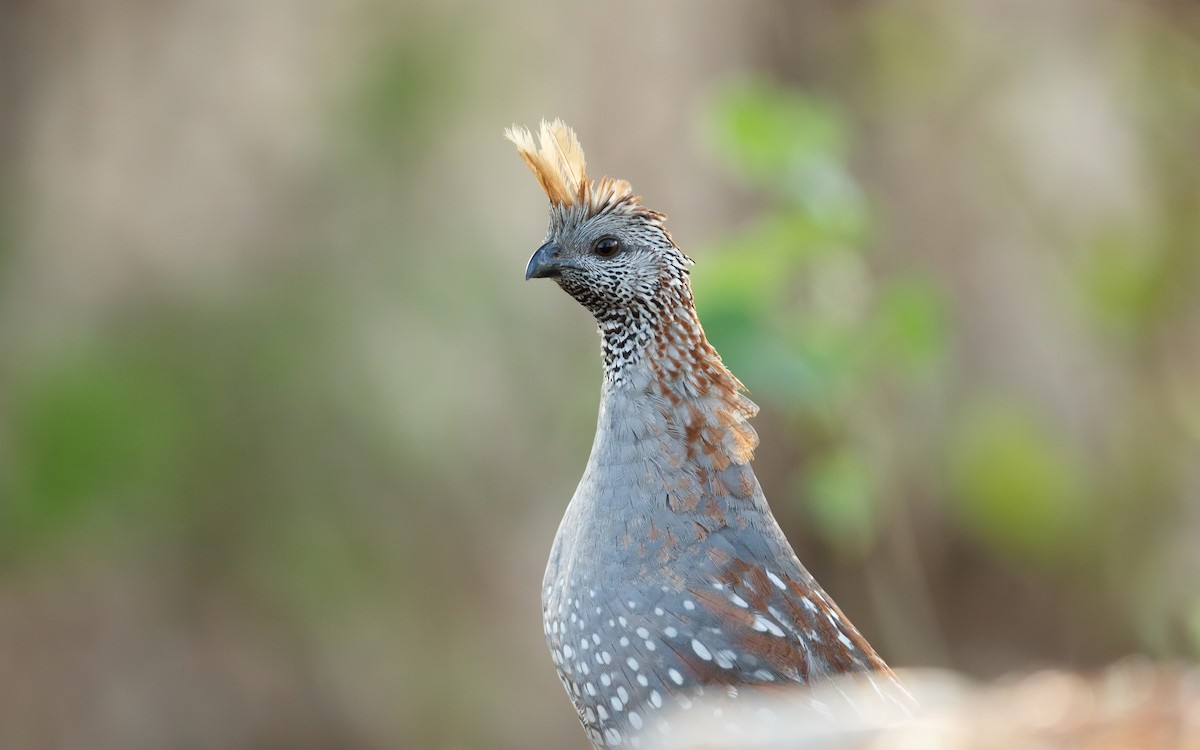 Elegant Quail - ML639215701