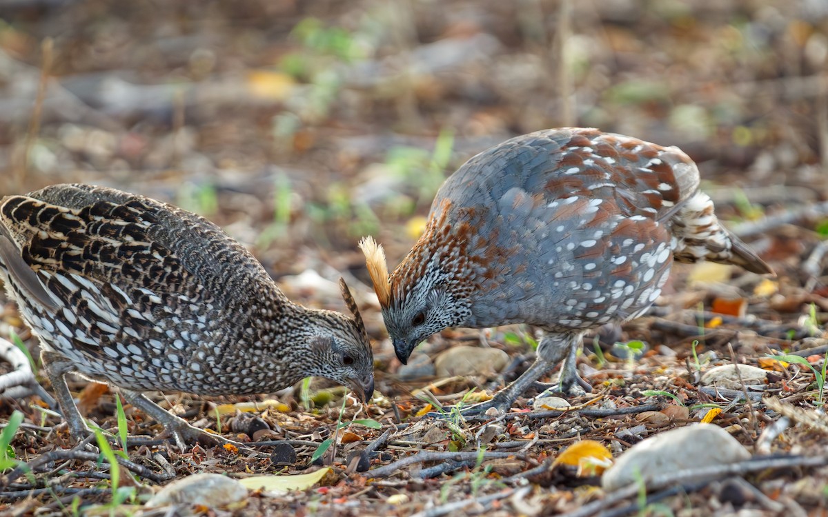 Elegant Quail - ML639215704