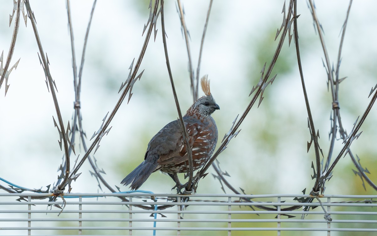 Elegant Quail - ML639215716