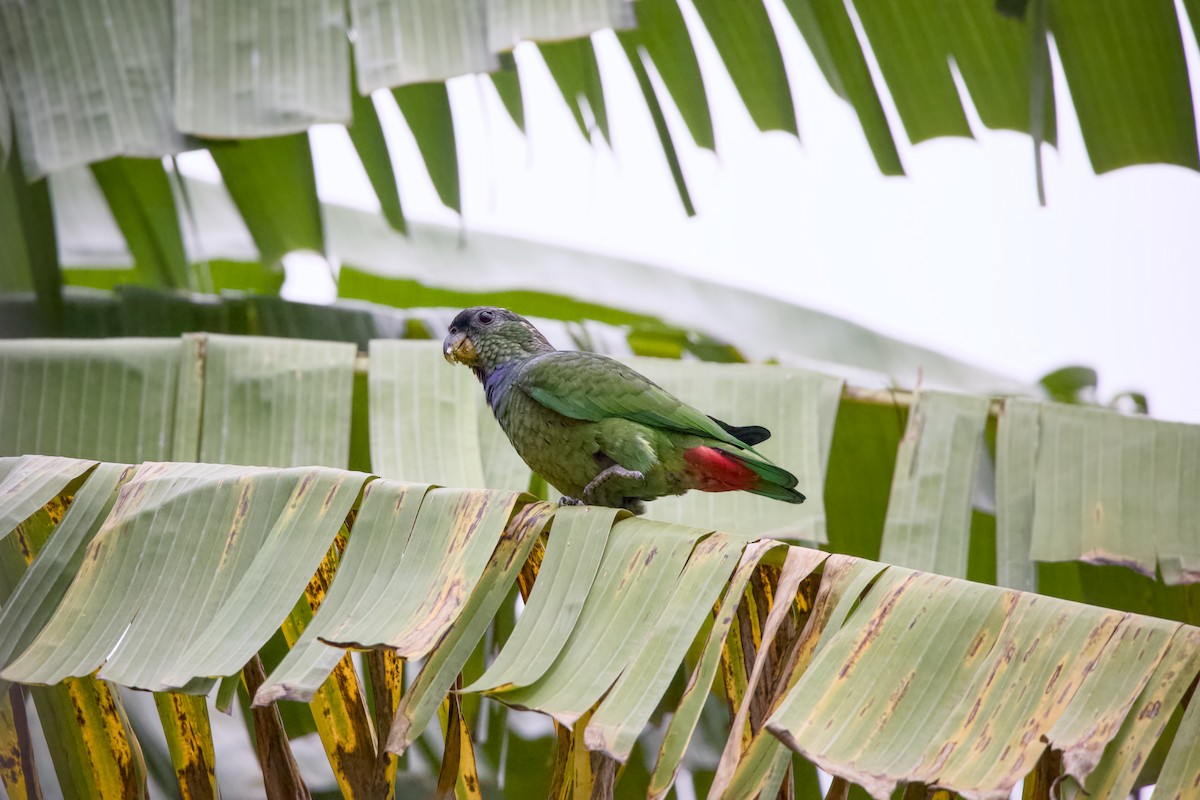 Scaly-headed Parrot - ML639215718