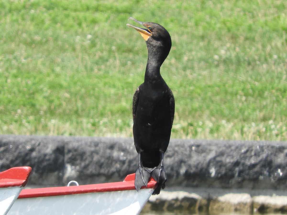 Double-crested Cormorant - ML639215816