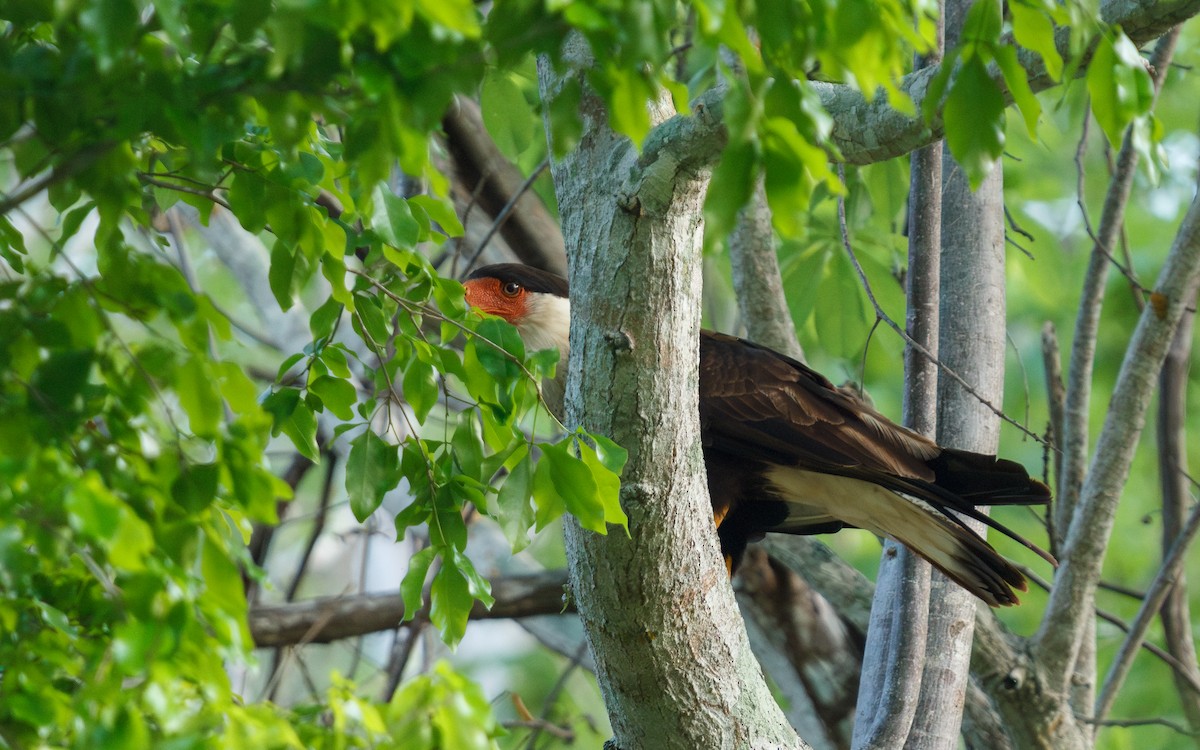 Crested Caracara (Northern) - ML639216061