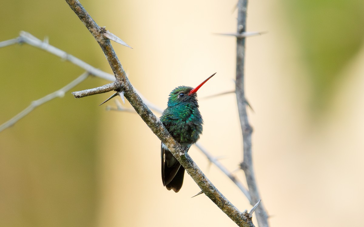 Tres Marias Hummingbird - ML639216097